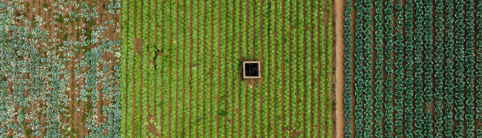 Aerial view of cultivated land in broad parallel bands of green and brown