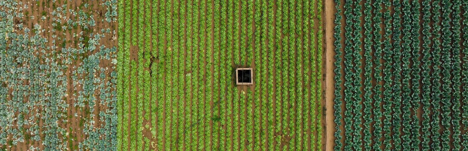 Aerial view of cultivated land in broad parallel bands of green and brown